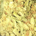 Mimosa